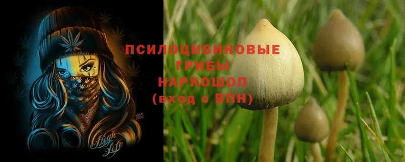 blacksprut ССЫЛКА  Рассказово  Псилоцибиновые грибы MAGIC MUSHROOMS 